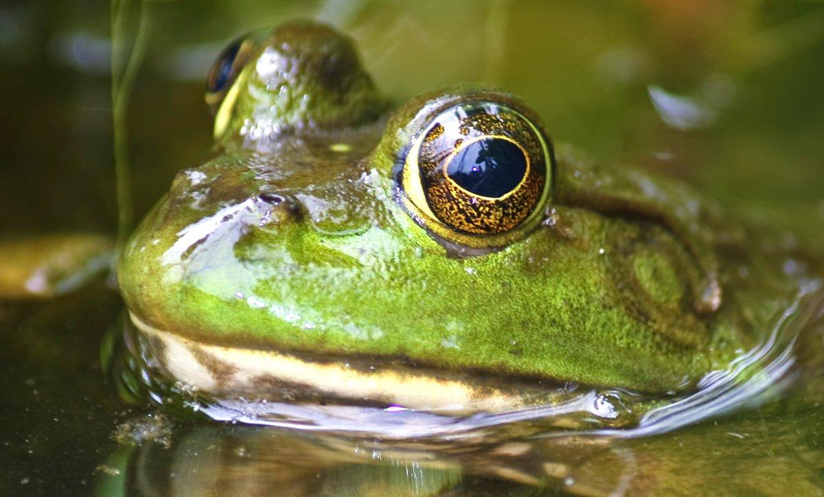 In California, you're not allowed to eat frogs that have participated in a frog-jumping competition. Image byTau5