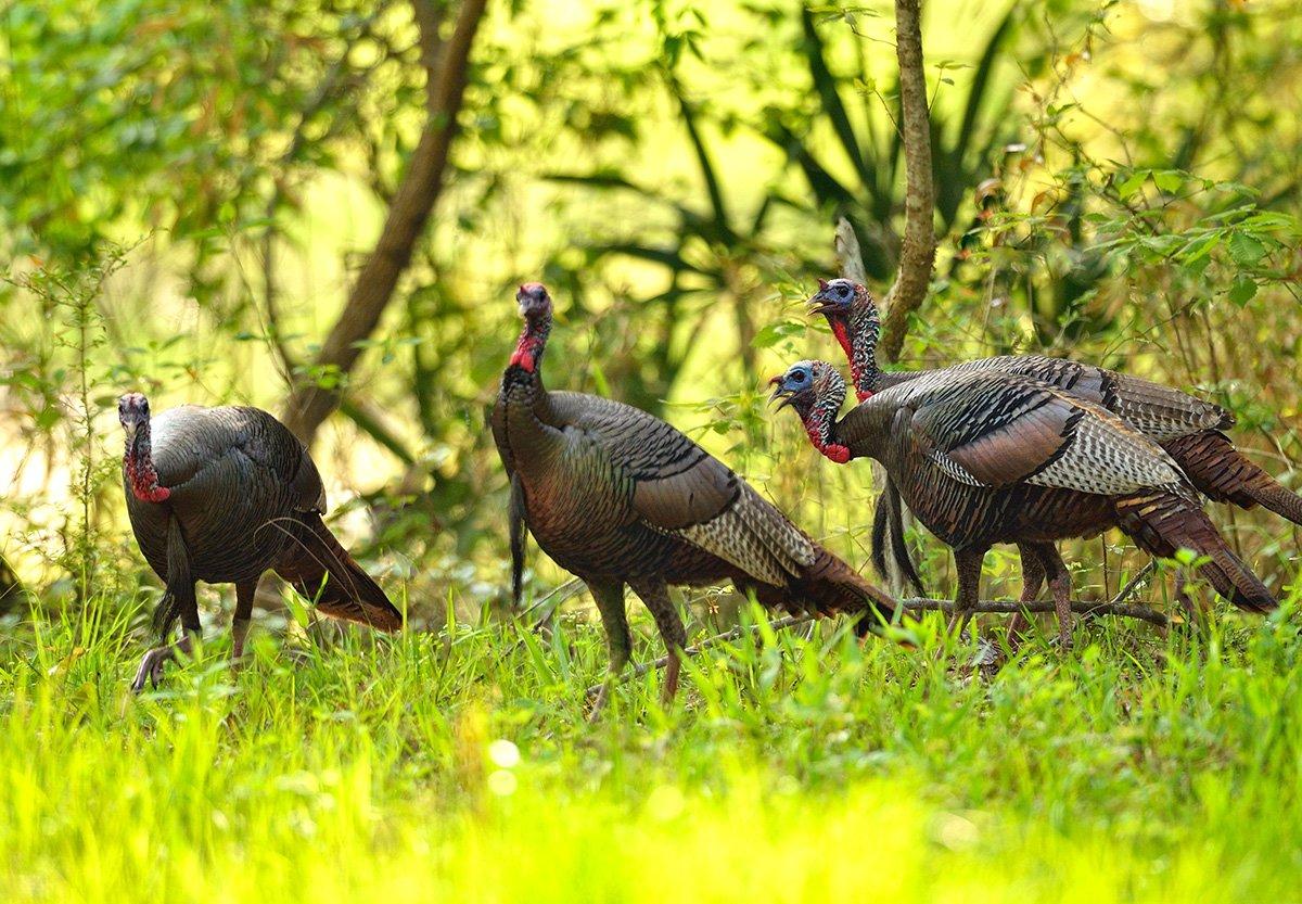 Grand-slam hunters want what they consider pure Florida birds in the only state that officially recognizes the subspecies. And doing it on public land is a challenge worth taking. Image by Tes Randle Jolly
