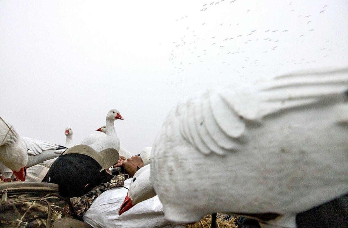 Planning a spring goose hunt differs greatly from plotting a fall trip. Photo by Tom Rassuchine