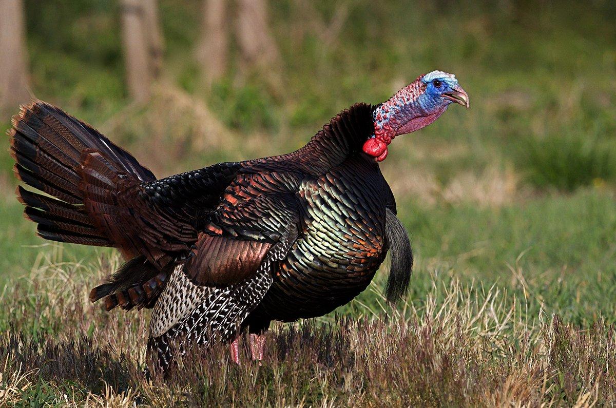 Hard-gobbling turkeys amidst a patchwork of woods and farmland characterize the Midwest. Photo by Tom Reichner