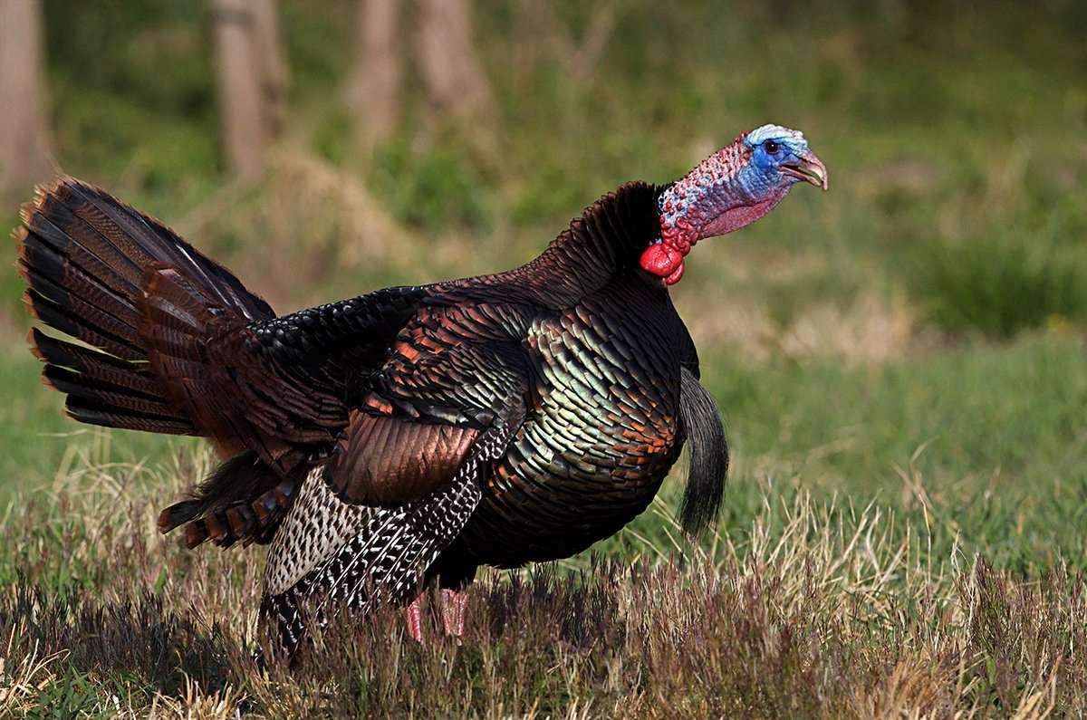 Midwest Region 2023 Turkey Hunting Forecast - Realtree Camo