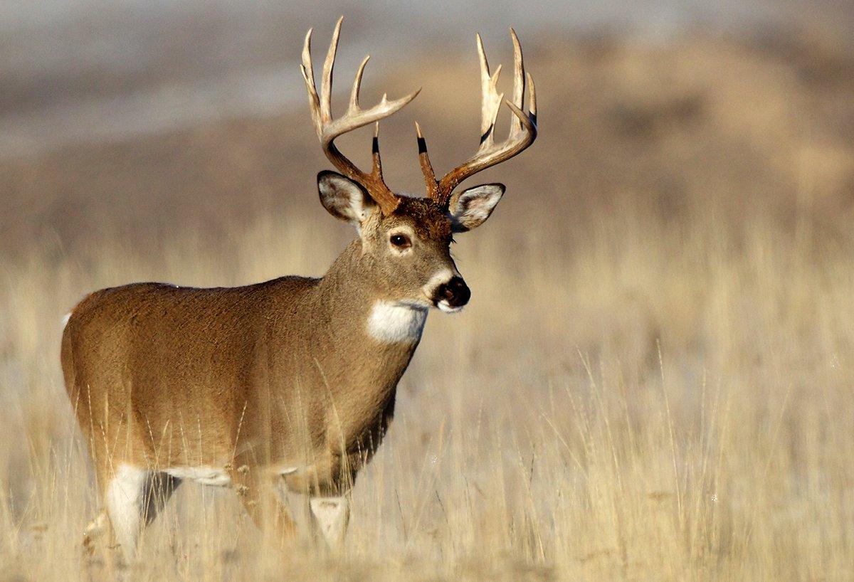 The latest deer hunting news. Image by Tom Reichner