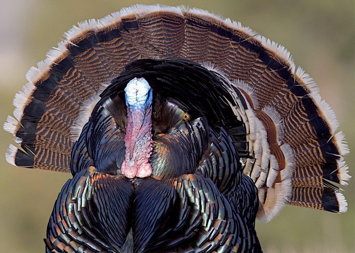 Many hunters are finding incredible action in the Plains states right now. Image by Tom Reichner