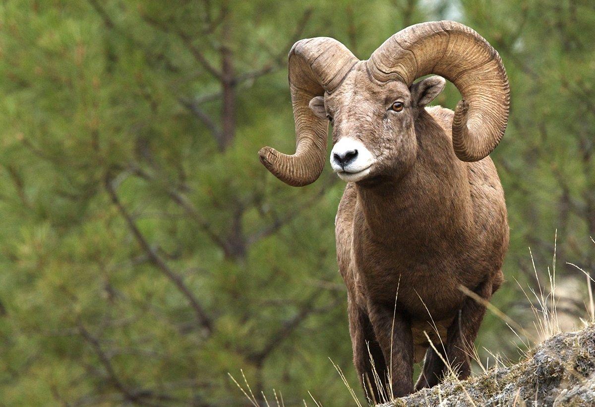 A single mountain lion can wipe out a small herd of bighorn sheep. Image by Tom Reichner / Shutterstock