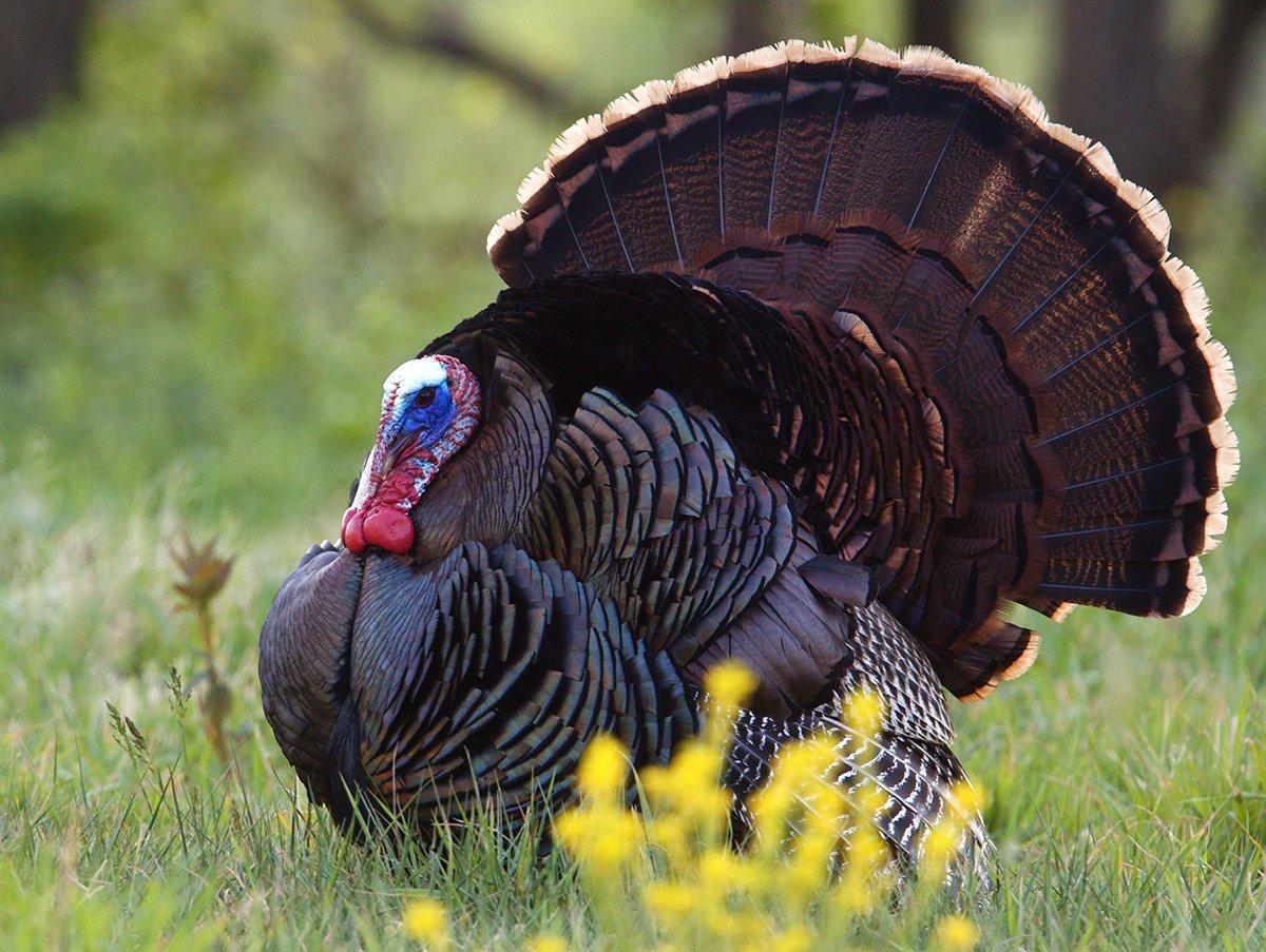Wild turkey populations have declined in some states, notably the Southeast. TFT aims to help. Image by Tom Reichner/Shutterstock