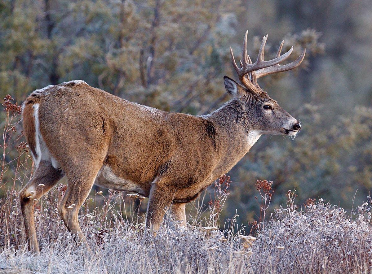 Pennsylvania has a large whitetail herd, but it's needed to support the massive number of hunters. Image by Tom Reichner 