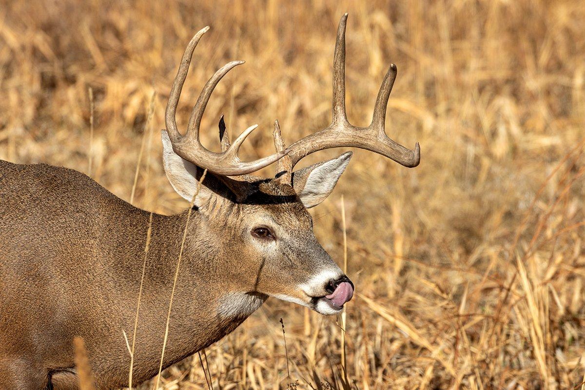 One of the best things about trail cameras is already knowing if you'll pass or shoot a buck before ever seeing it in the field. Image by Tom Tietz