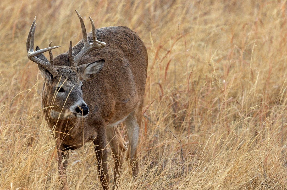Get your dose of early October deer hunting news. Image by Tom Tietz / Shutterstock