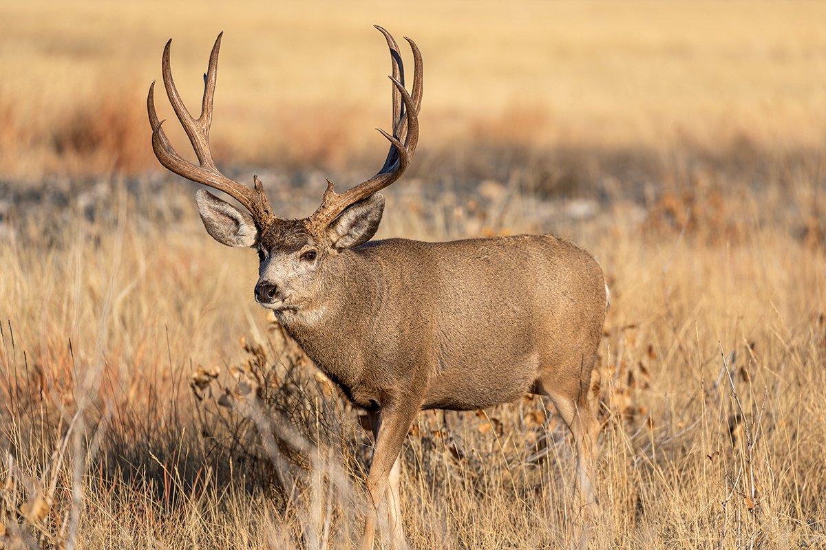 Sneaking into close range of a mature mule deer is no easy task. Image by Tom Tietz / Shutterstock