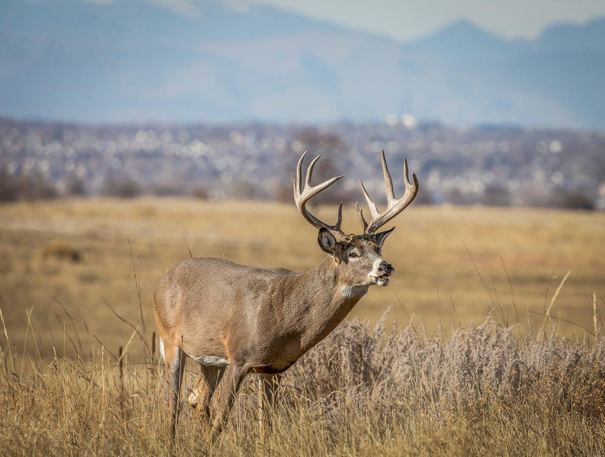 The West will provide quality opportunities yet again this season, but the best action will be spotty and in specific regions. Image by Shutterstock / Tom Tietz