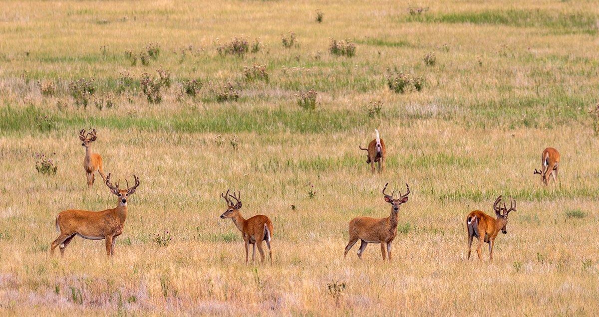 High deer densities make for fun hunts, but these don't come without drawbacks. Image by Tom Tietz