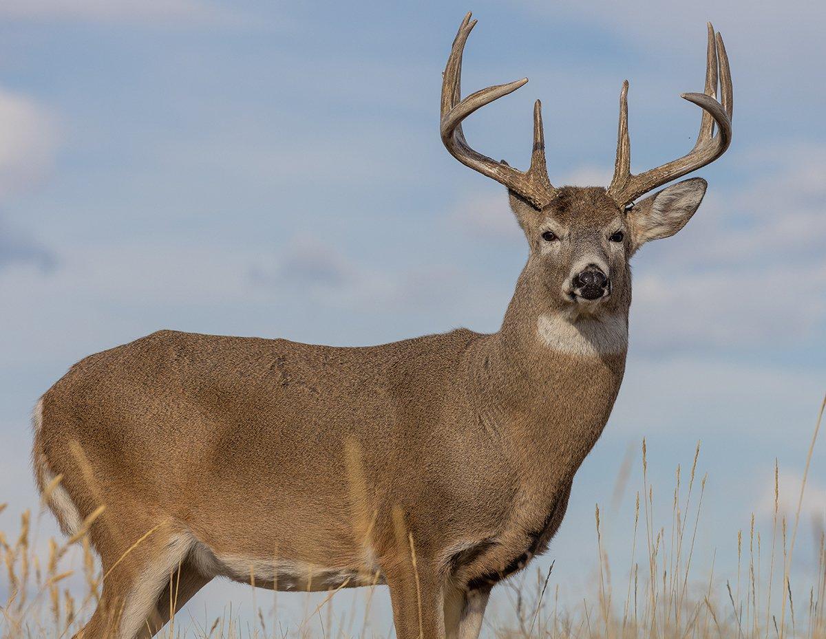 The Northwest is shaping up to have a great deer season. Image by Tom Tietz