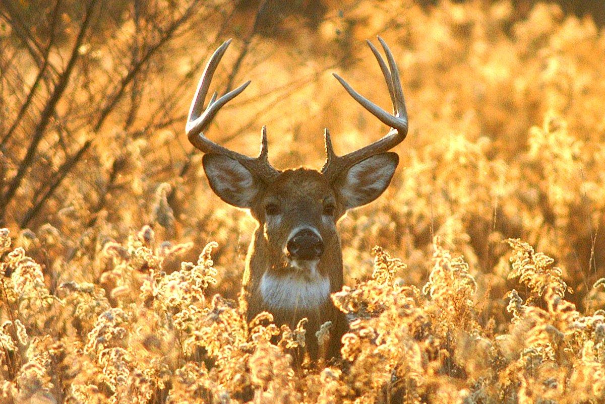 The state of the deer hunting union is strong ... mostly. Image by Tony Campbell