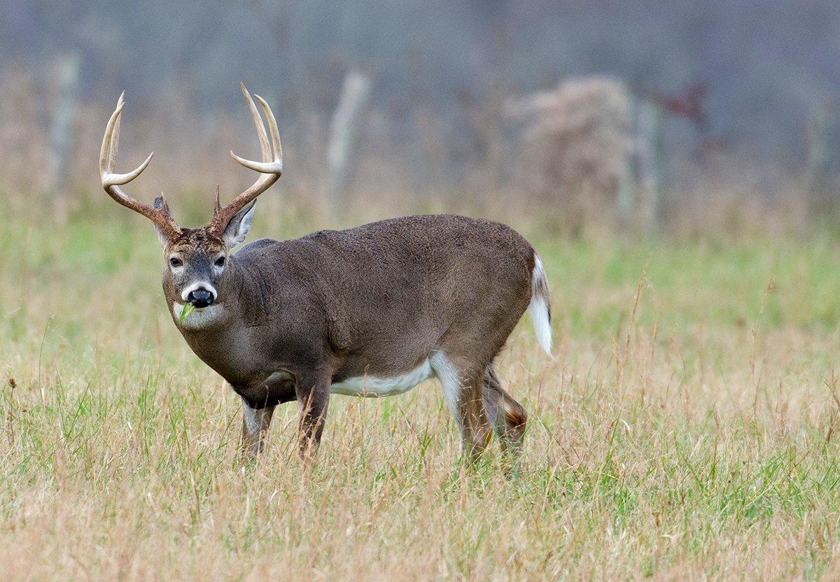 Harvest records show late October is especially productive for big deer. Watch the forecast and plan your strikes carefully. Image by Tony Campbell / Shutterstock