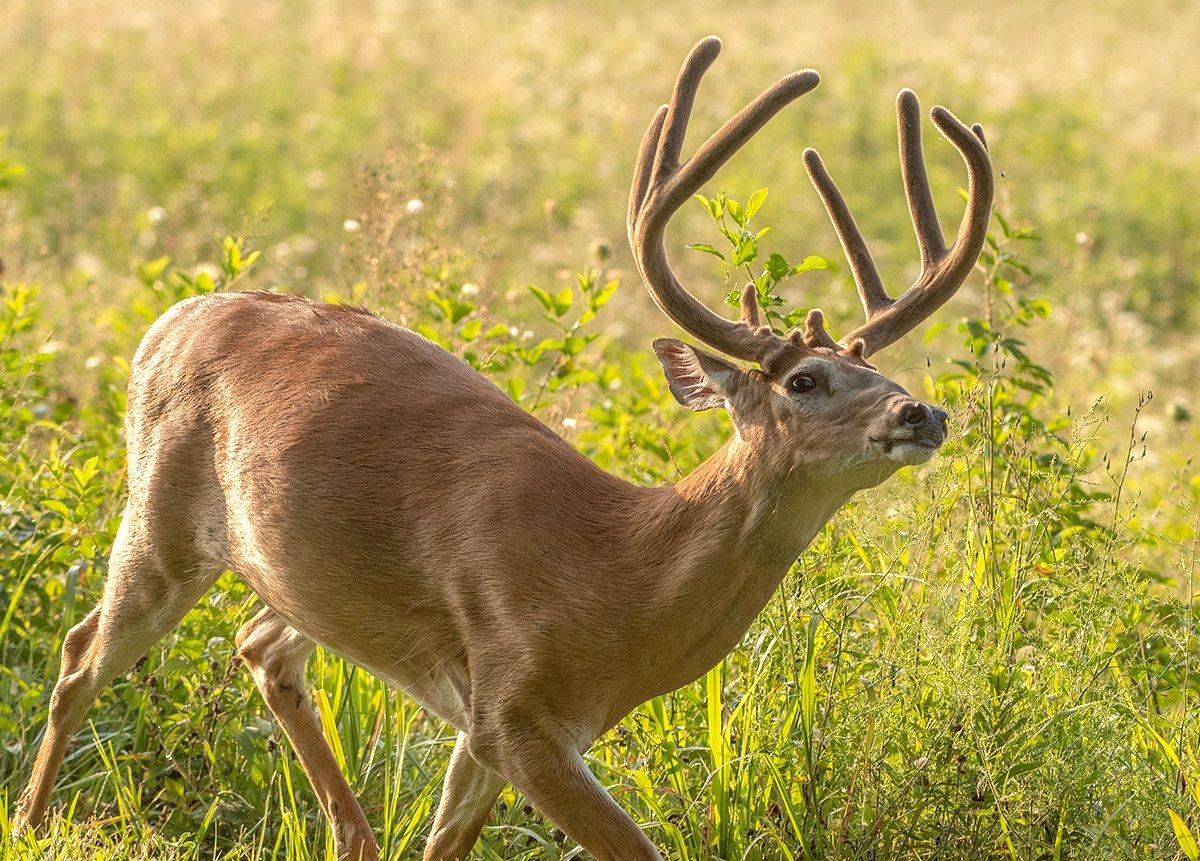 The Southeast is set for a promising 2022 deer season. Image by Tony Campbell