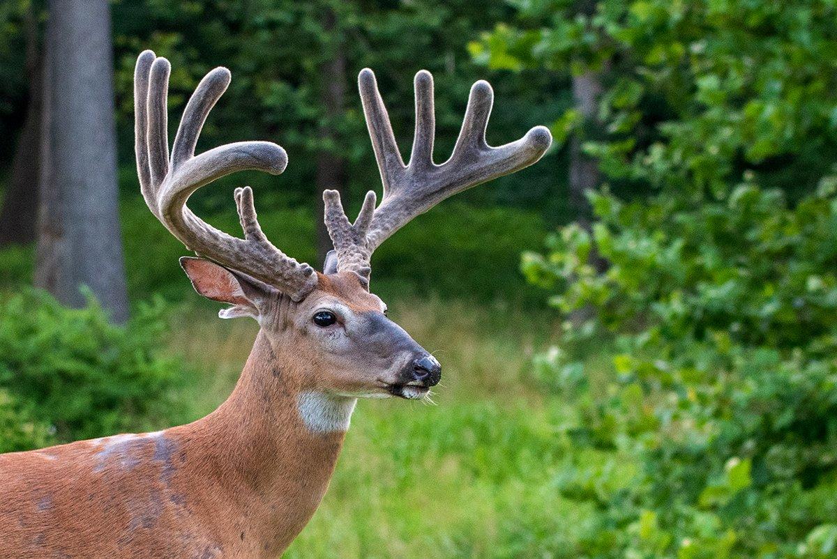 10 Amazing Facts About Velvet Antlers - Realtree Camo