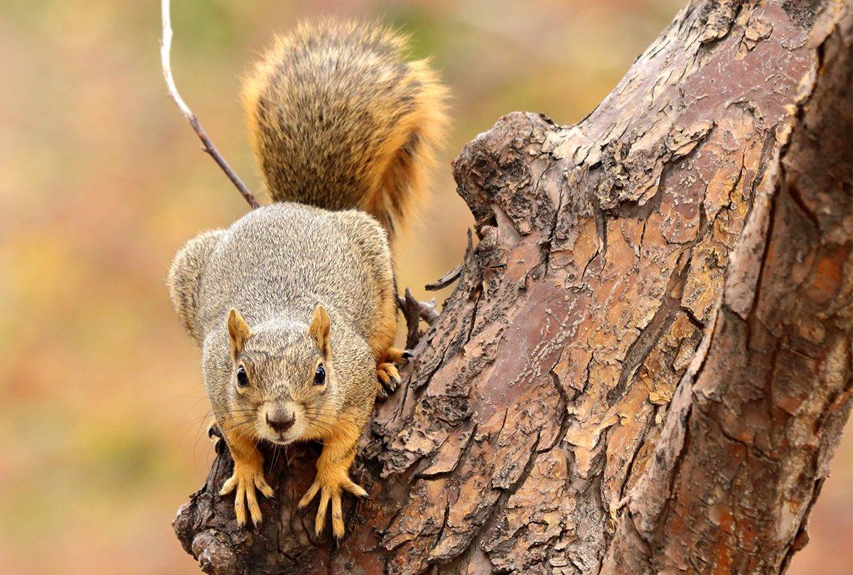 red squirrels with an fish on a fishing bowl, red squirrels…