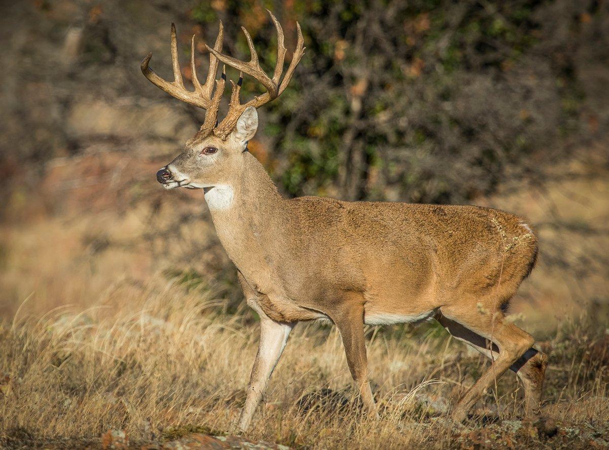 The Northeast is primed for a great fall and winter. Are you ready for your best deer season yet? Image by Shutterstock/Warren Metcalf