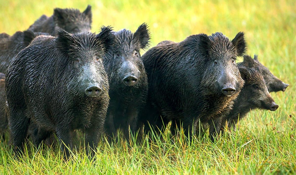 Six Arkansas WMAs will be closed while wildlife officials conduct aerial operations to combat spread of feral hogs. Image by Wild Media