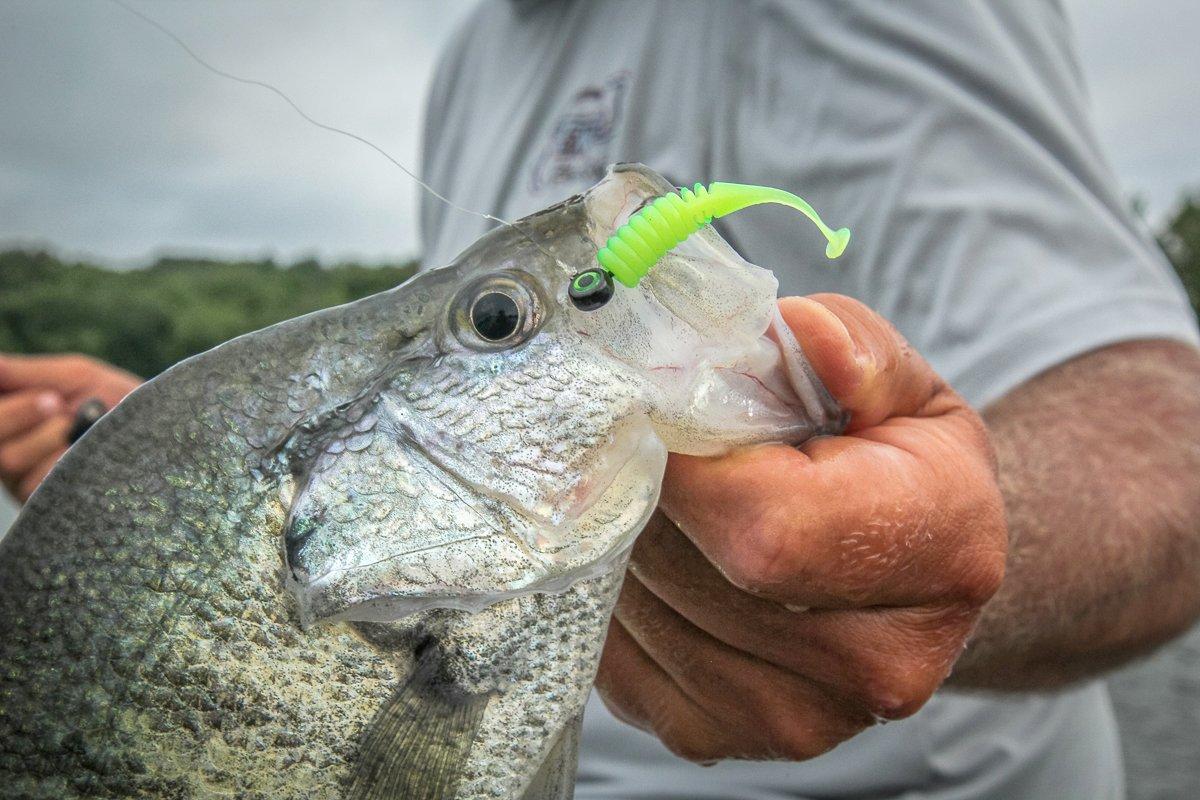 Shad-shaped soft plastics can be deadly when vertical-jigged over deep cover. Image by Will Brantley