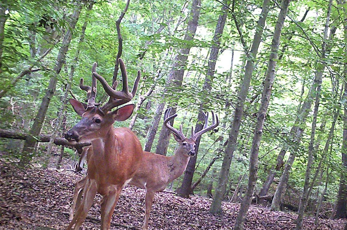 Early-season bucks are at their most vulnerable, perhaps even more so than during the rut. Image by Will Brantley