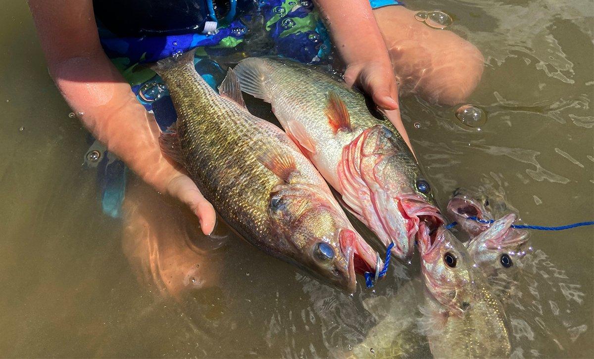 A mix of largemouth and spotted bass caught while wading a creek is the makings of a fine supper. Image by Will Brantley