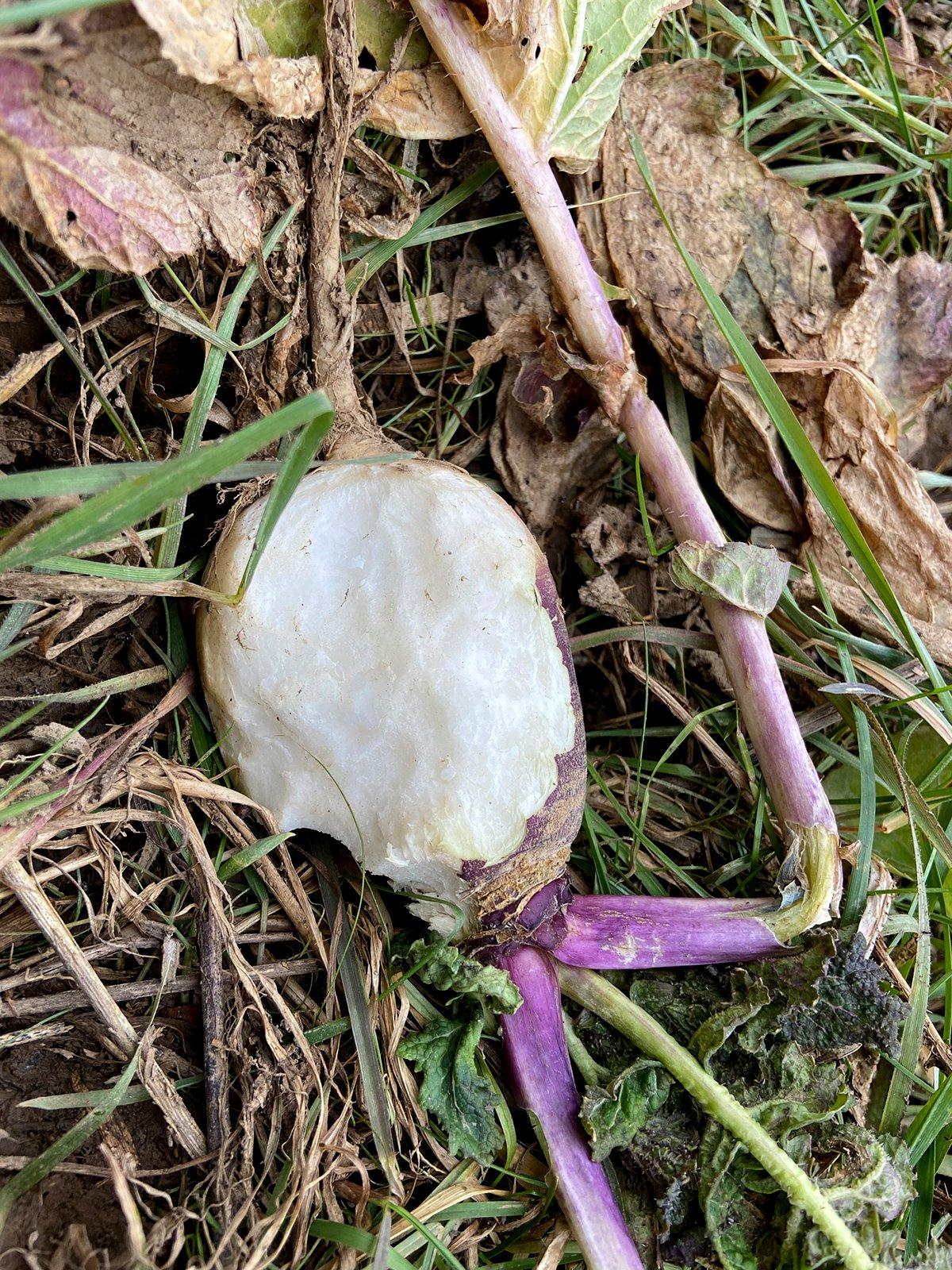 Here's a highly nutritious half-eaten bulb. Image by Will Brantley