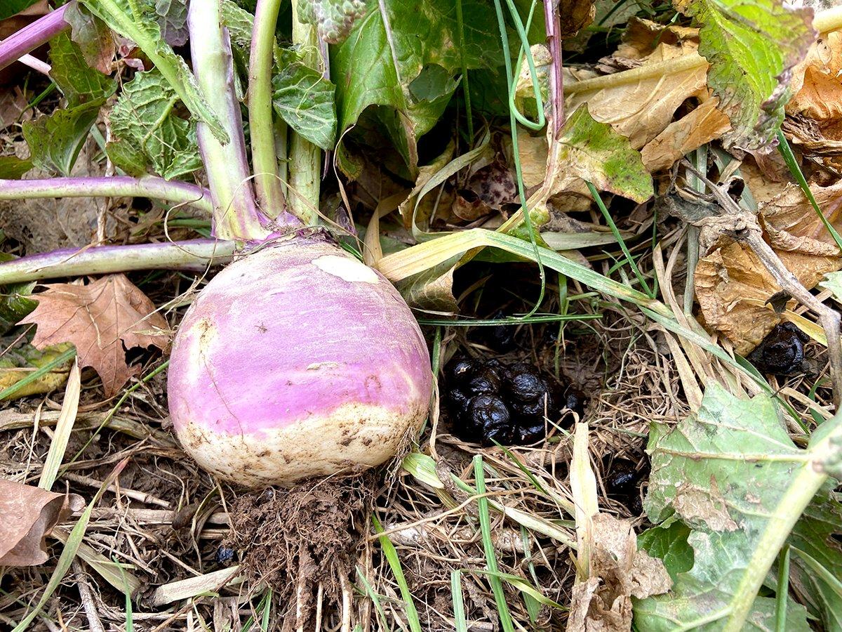 Deer eat the leaves but later begin consuming the roots, too. Image by Will Brantley