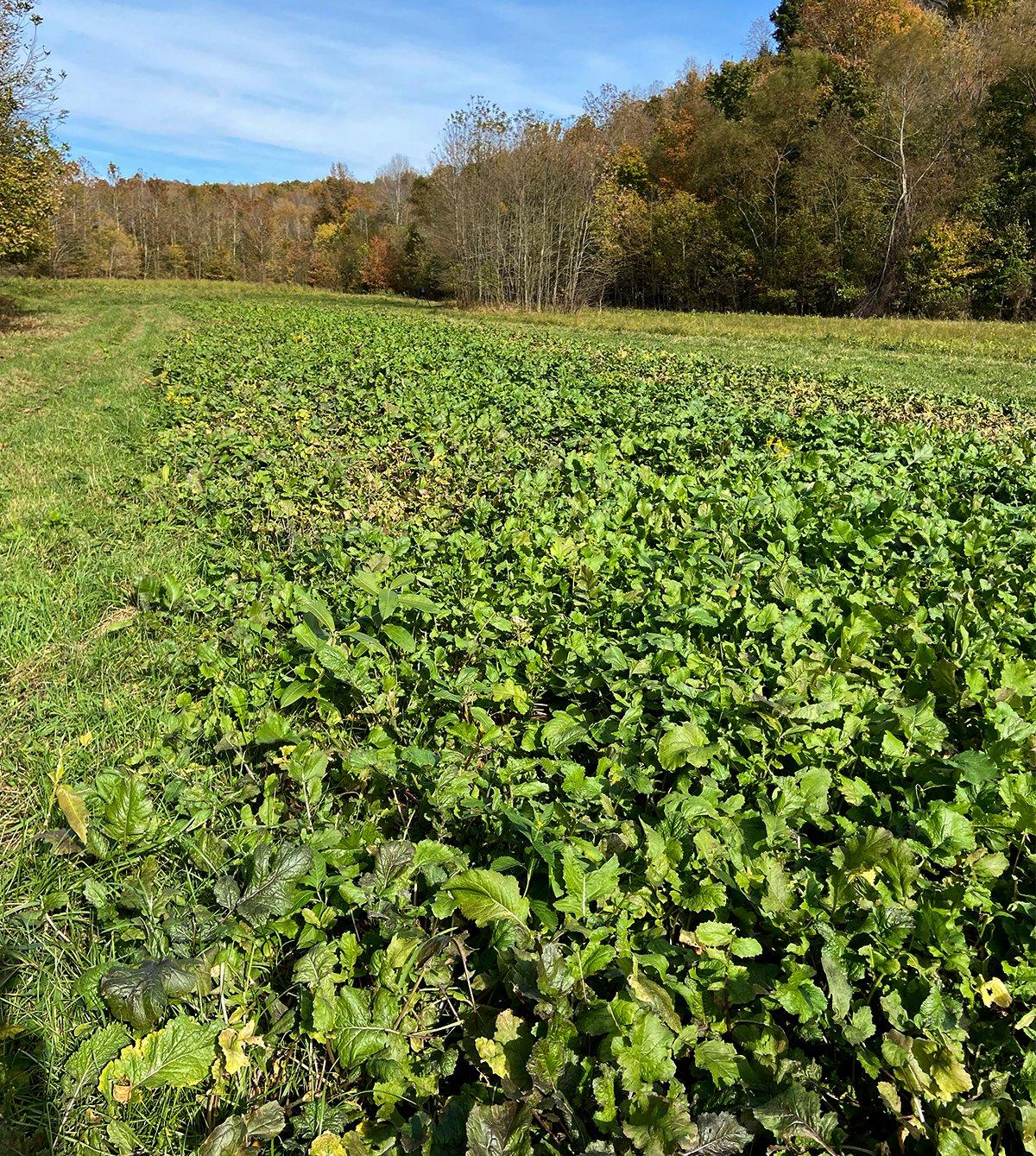 A lush, green brassicas plot ready for deer and deer hunting. Image by Will Brantley