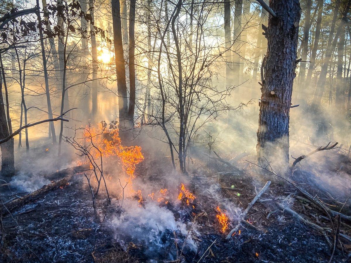 Slow backing fires are the safest for burning areas with a high fuel load. Image by Will Brantley