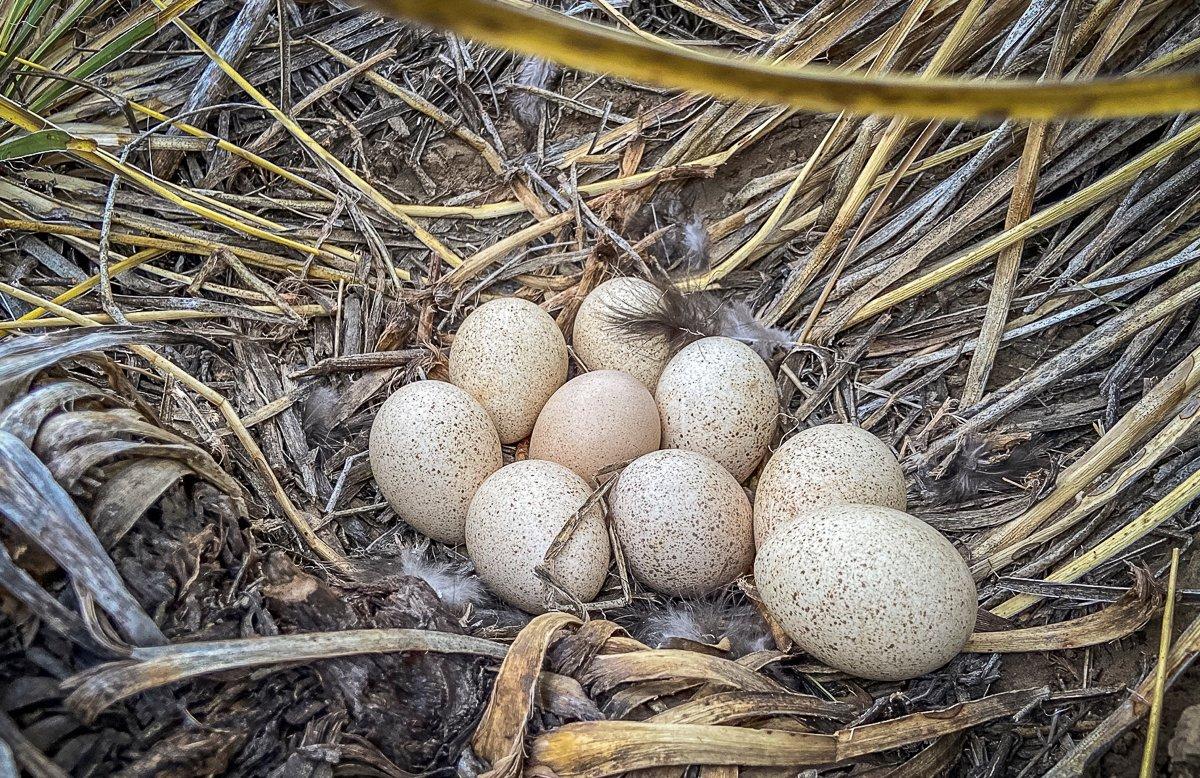 Ground-nesting birds like turkeys are highly susceptible to nest predation. Image by Will Brantley