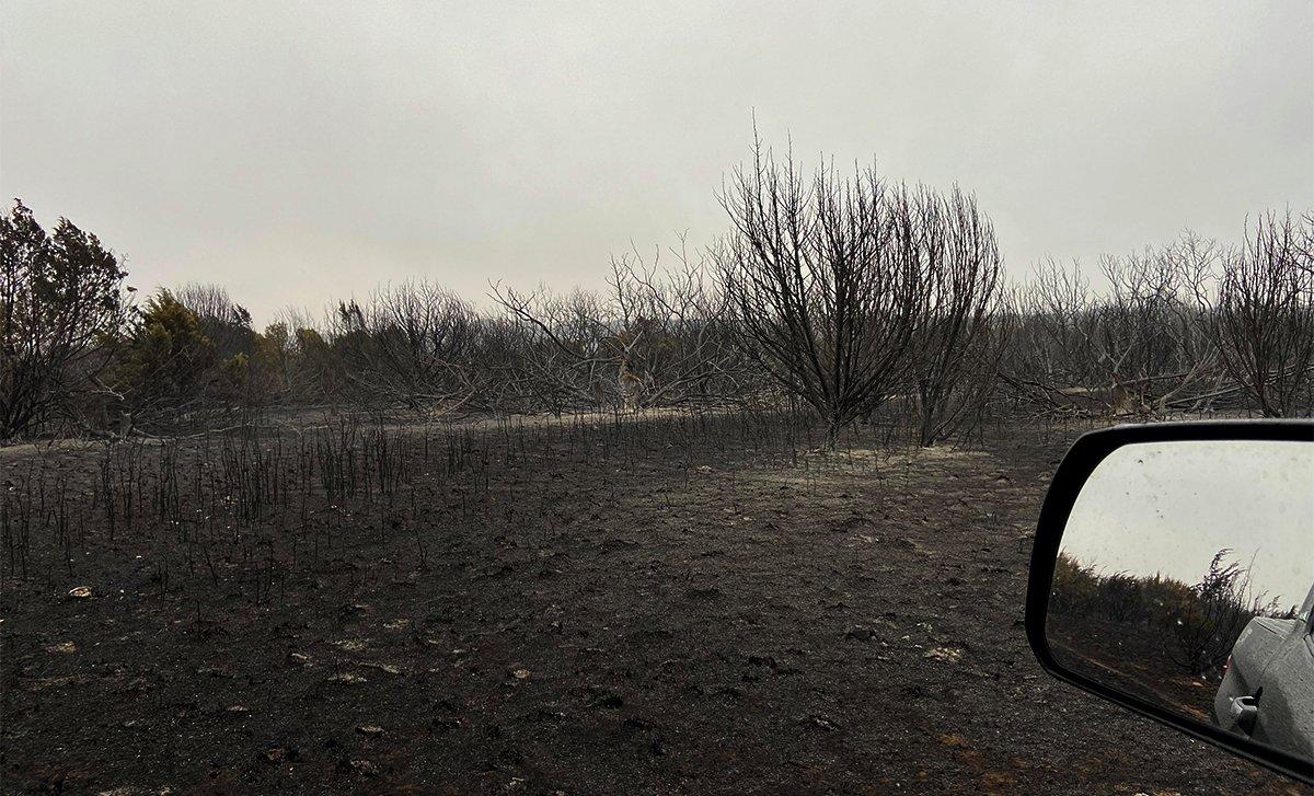 Wildfires have burned a lot of turkey country in Texas this spring. 