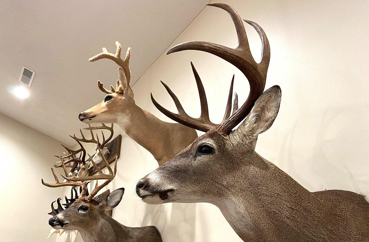 How Long Should Deer Taxidermy Take? - Realtree Camo