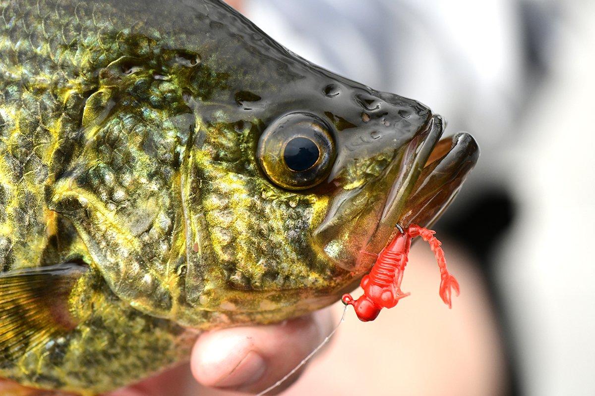 Dynamic artificial lures have replaced the plethora of live bait anglers used to carry to the ice. Photo courtesy Z-Man Fishing