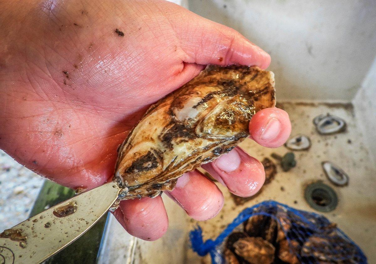 Take care to preserve the briny liquid inside the shell when shucking the oysters.