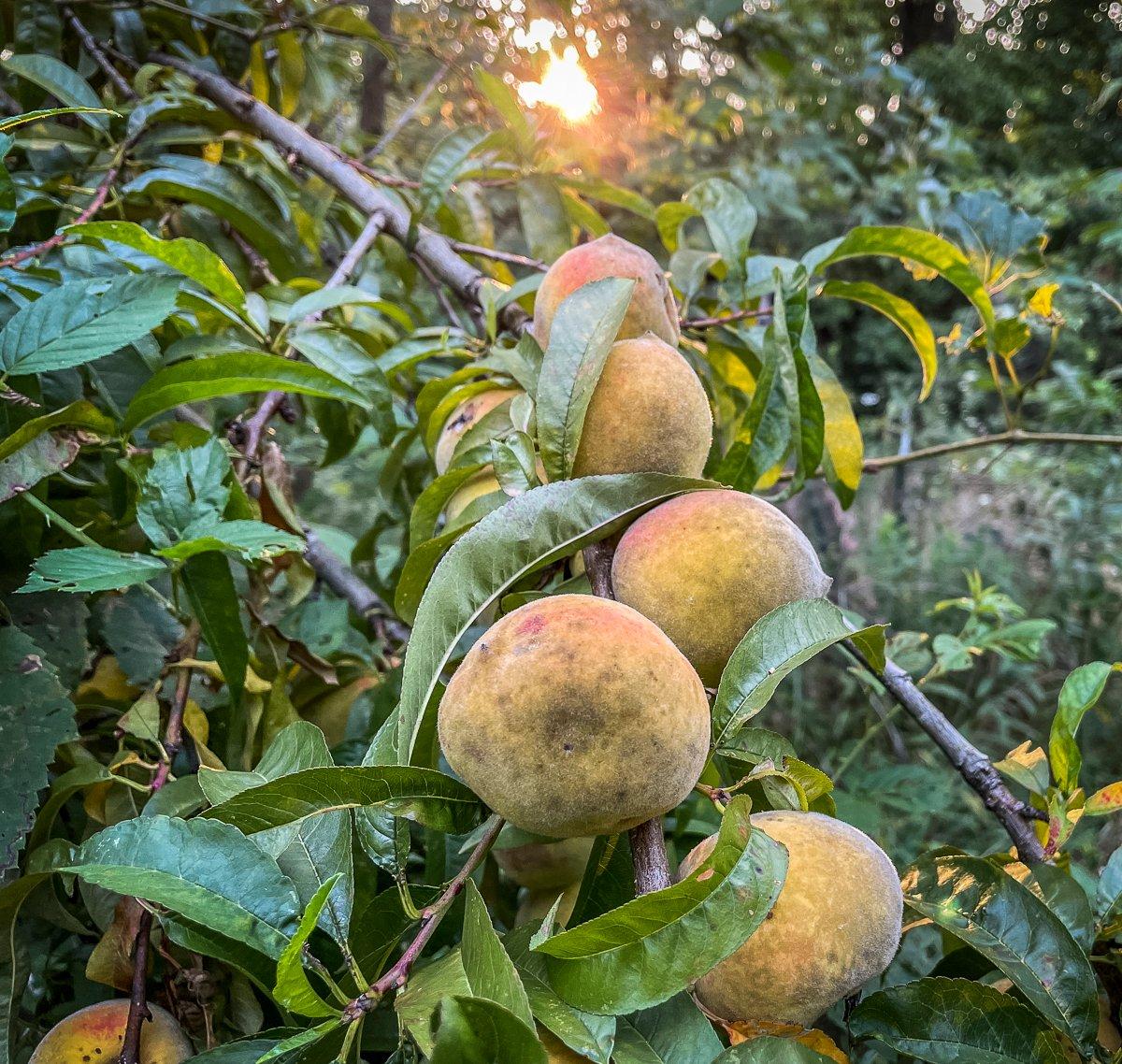 Every few years, the old peach tree next to our squirrel hunting spot actually bears fruit.