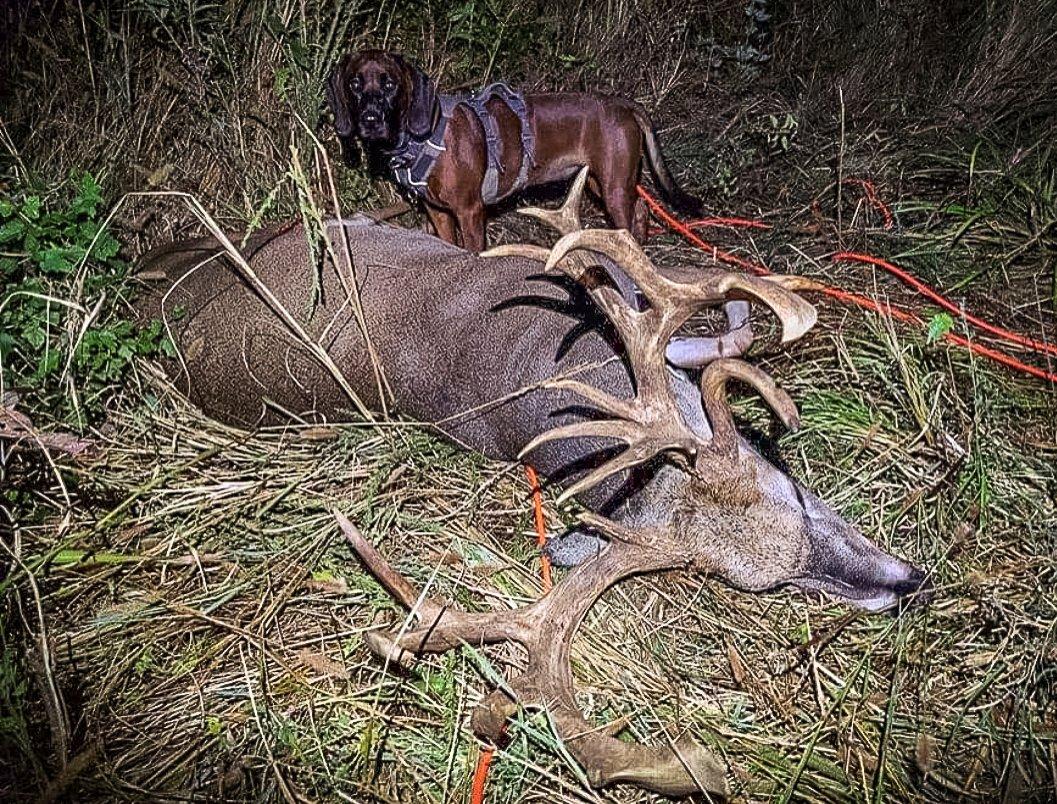 With little blood and heavy cover, Ricky called in Bavarian Mountain Scent Hound Liebe and her handler Kenzie Taylor to help locate the buck. Image by Ricky Daugherty. 