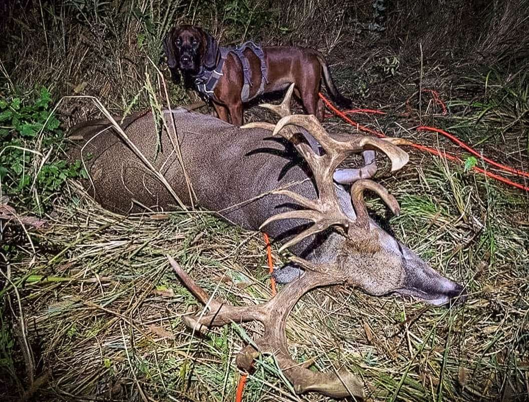With little blood and heavy cover, Ricky called in Bavarian Mountain Scent Hound Liebe and her handler Kenzie Taylor to help locate the buck. Image by Ricky Daugherty. 