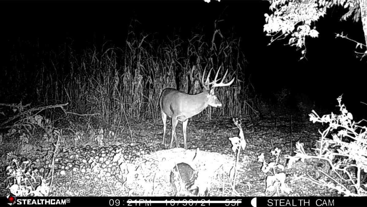 The big buck was a regular on Glen's trail cameras, but only at night.