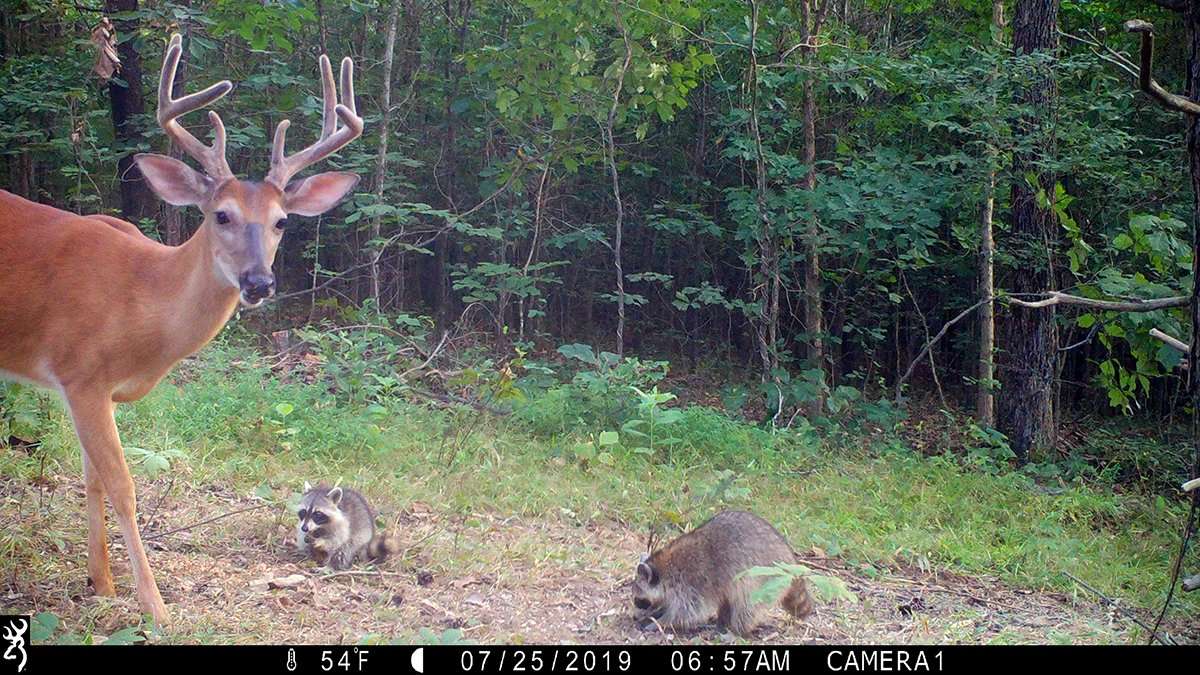 Corn piles can concentrate nest predators like raccoons in the very areas you turkey hunt. 