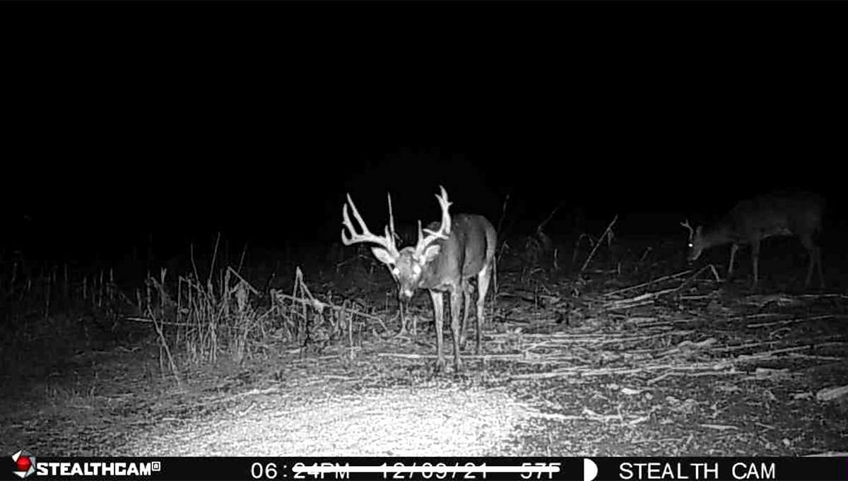 The buck didn't start to show regularly during daylight hours until late season.