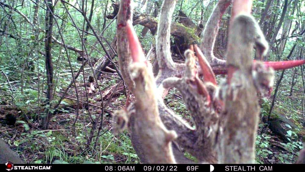 Bowman and friend Ryan Curran had seen the big buck the previous season, when an older deer ran it off the property. Photo courtesy of Jacob Bowman