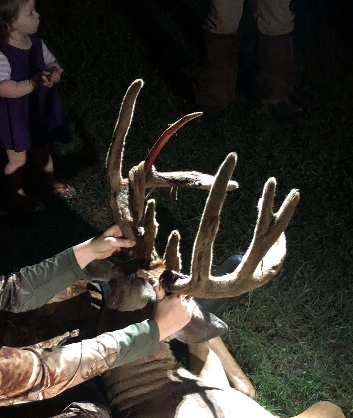 The buck had just started to shed its velvet. The buck had just started to shed its velvet.