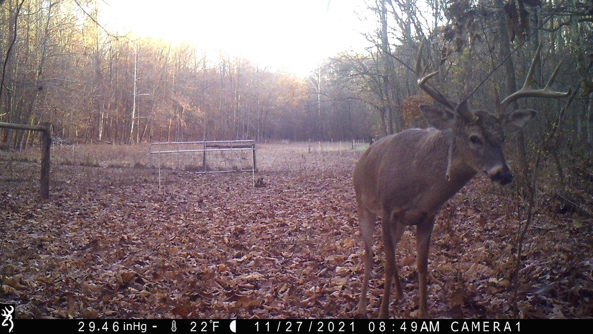 A big Tennessee buck on the prowl in late November. Image by Will Brantley