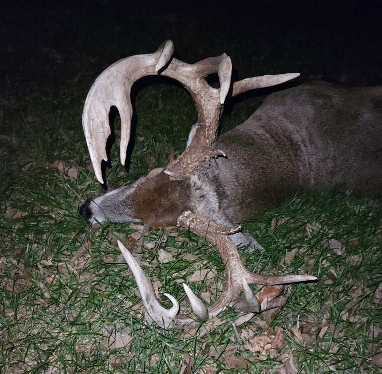 The buck had a 6x5 main frame and a bladed right main beam. The buck had a 6x5 main frame and a bladed right main beam.