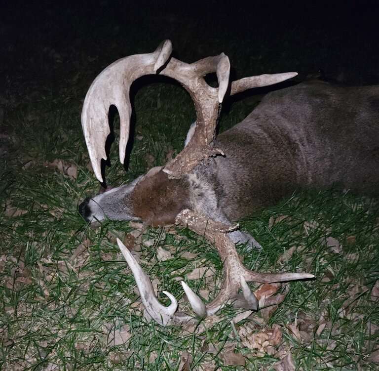 The buck had a 6x5 main frame and a bladed right main beam. 