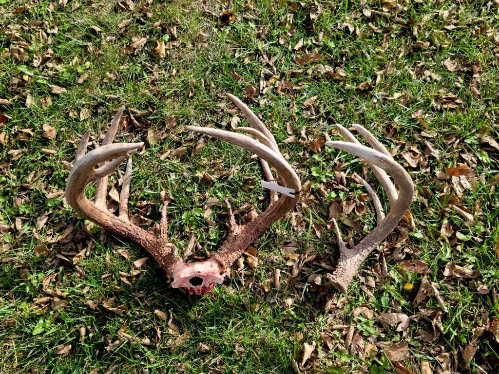 After killing his buck, Chad found one of his sheds from last year while helping scout for his buddies. 