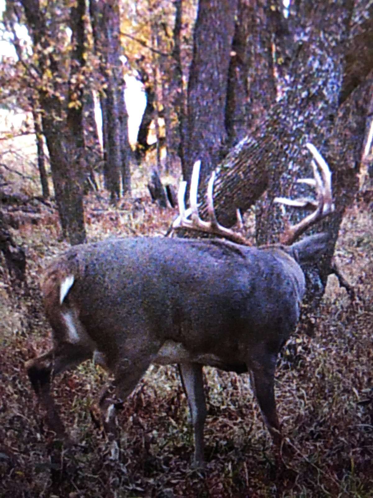 A neighbor shared a trail camera photo of Priest's deer. 