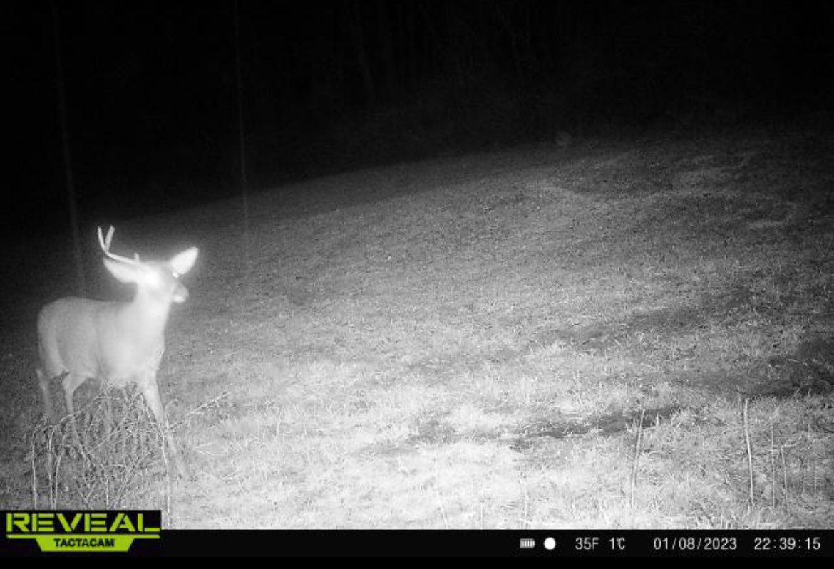 This buck has sported only one side for several weeks now. The author has several deer on camera like this. Image by Josh Honeycutt