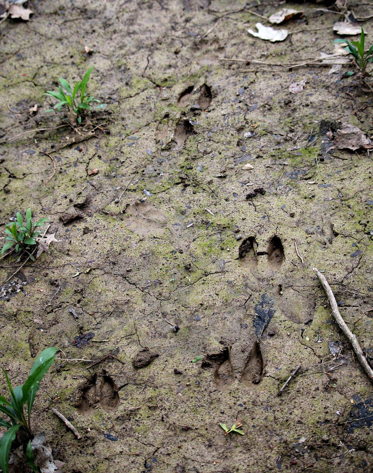 Marshes and swamps can be great big buck haunts. Image by Honeycutt Creative